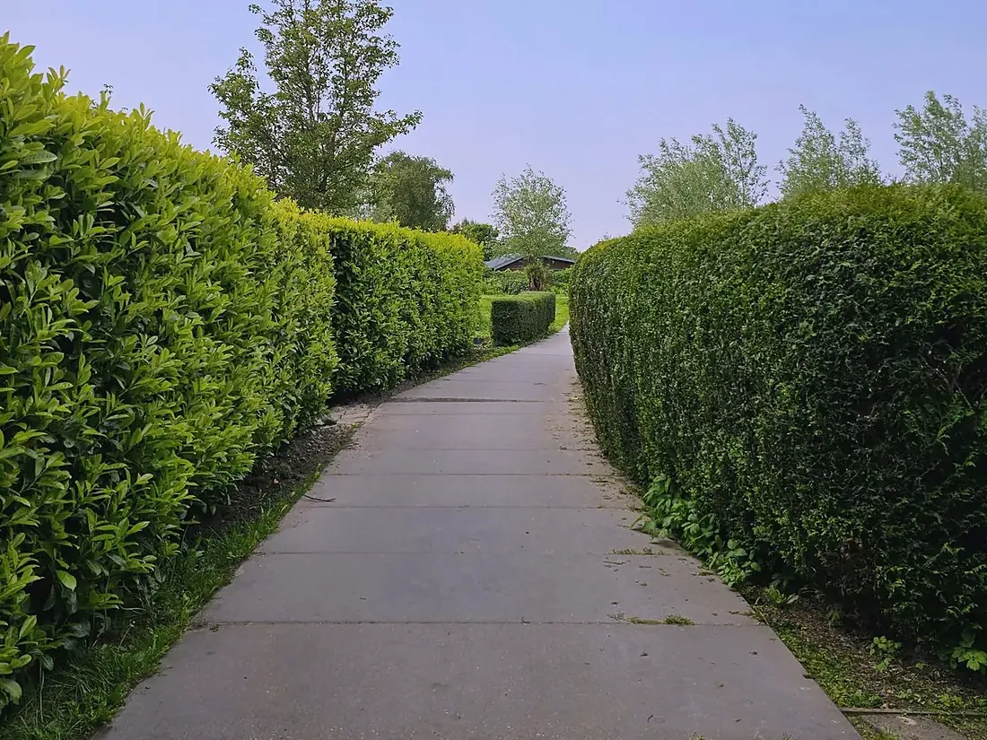 Geschnittene Hecke entlang eines befestigten Weges.